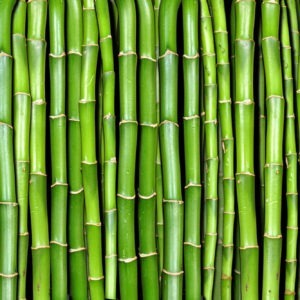 Bamboo