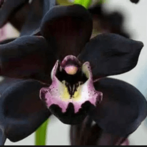 Black Orchid
