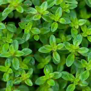 Thyme